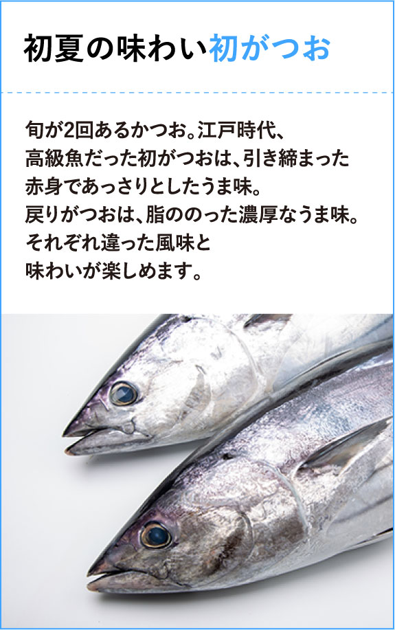 初夏の味わい初がつお　旬が2回あるかつお。江戸時代、高級魚だった初がつおは、引き締まった赤身であっさりとしたうま味。戻りがつおは、脂ののった濃厚なうま味。それぞれ違った風味と味わいが楽しめます。