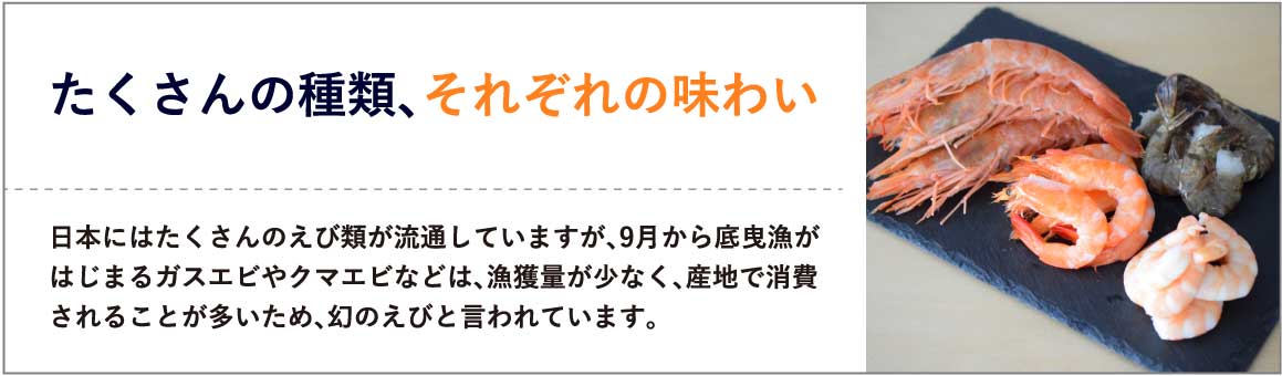 たくさんの種類、それぞれの味わい　日本にはたくさんのえび類が流通していますが、9月から底曳漁がはじまるガスエビやクマエビなどは、漁獲量が少なく、産地で消費されることが多いため、幻のえびと言われています。